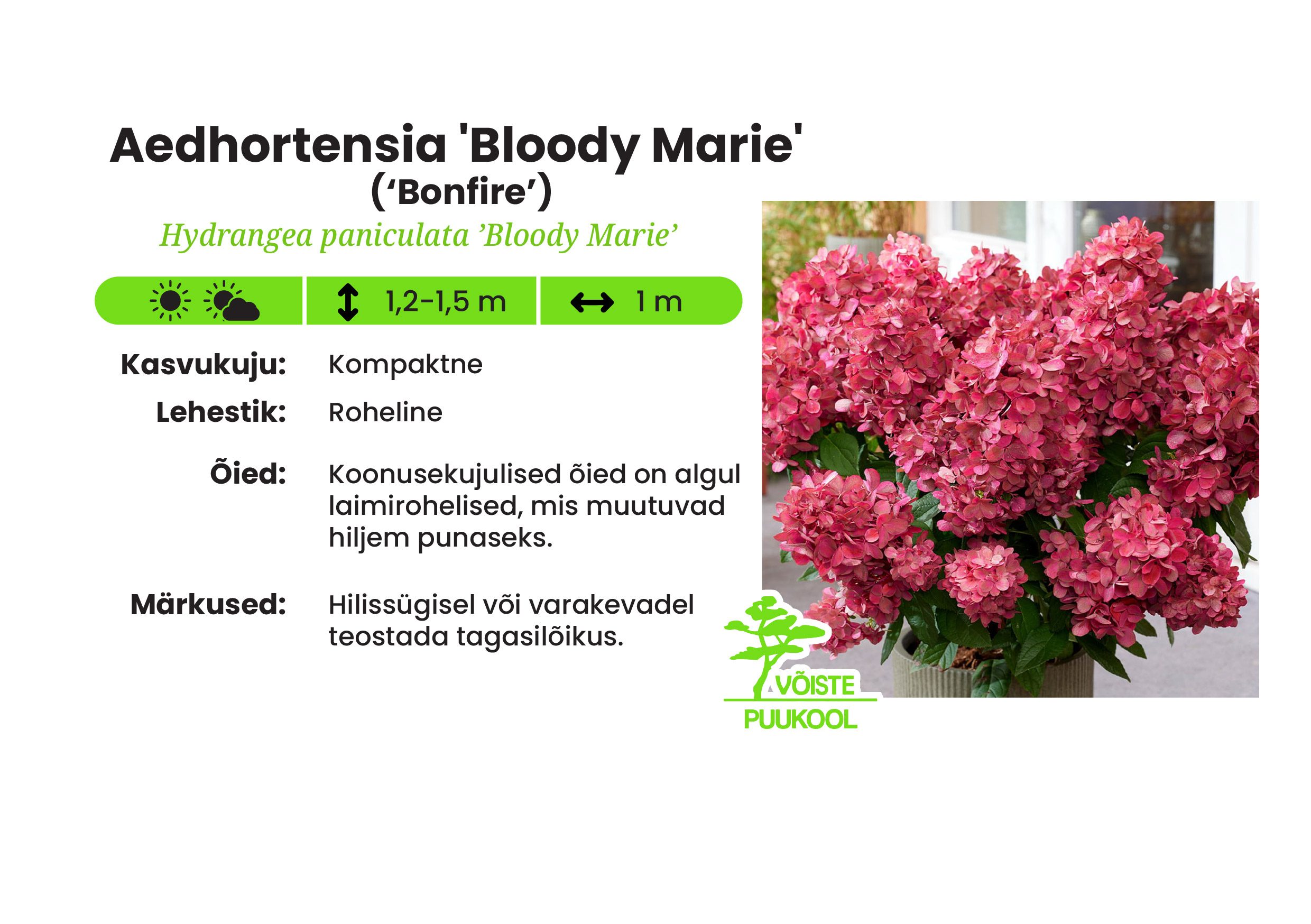 Aedhortensia 'Bloody Marie'