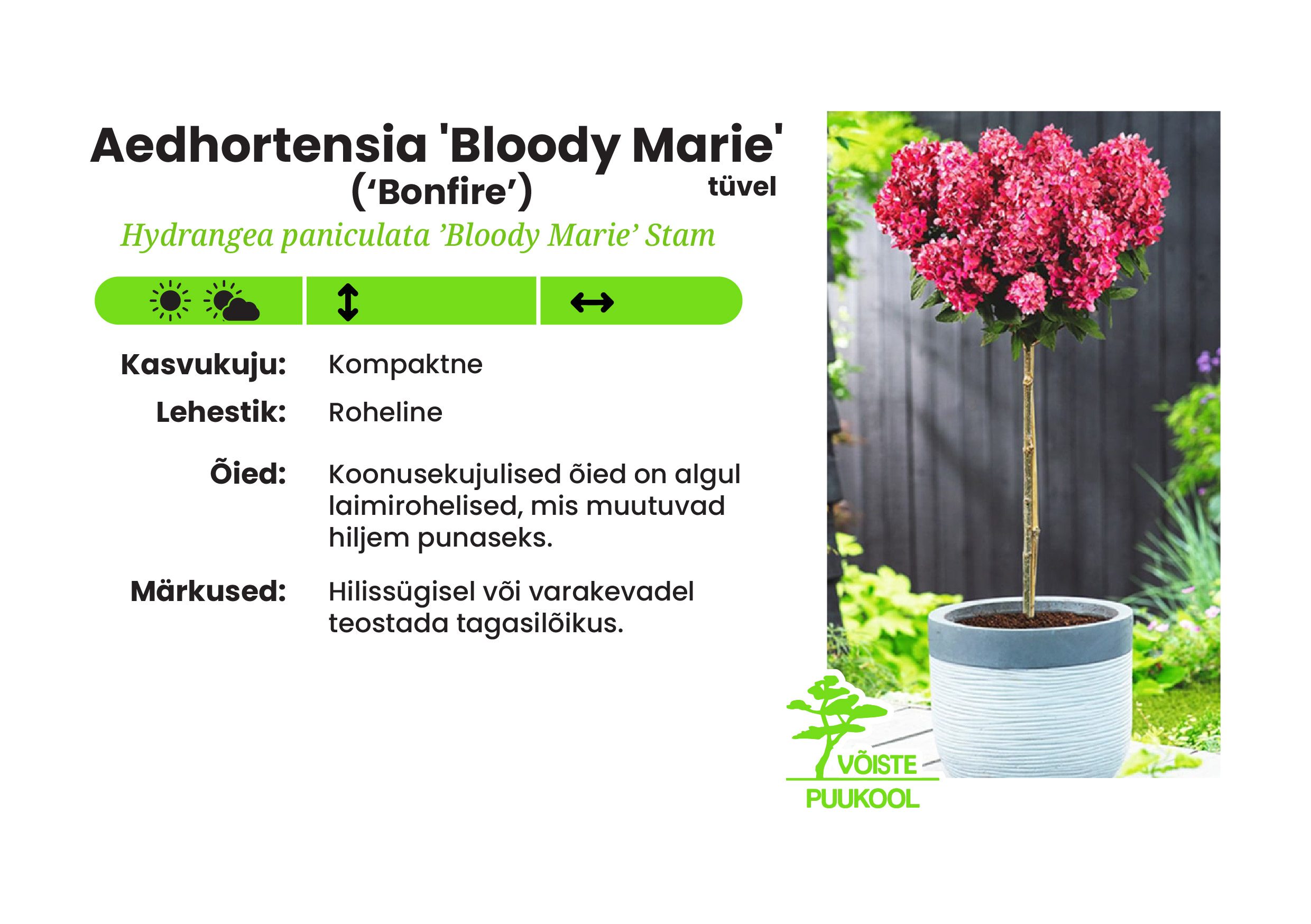 Aedhortensia 'Bloody Marie' -tüvel