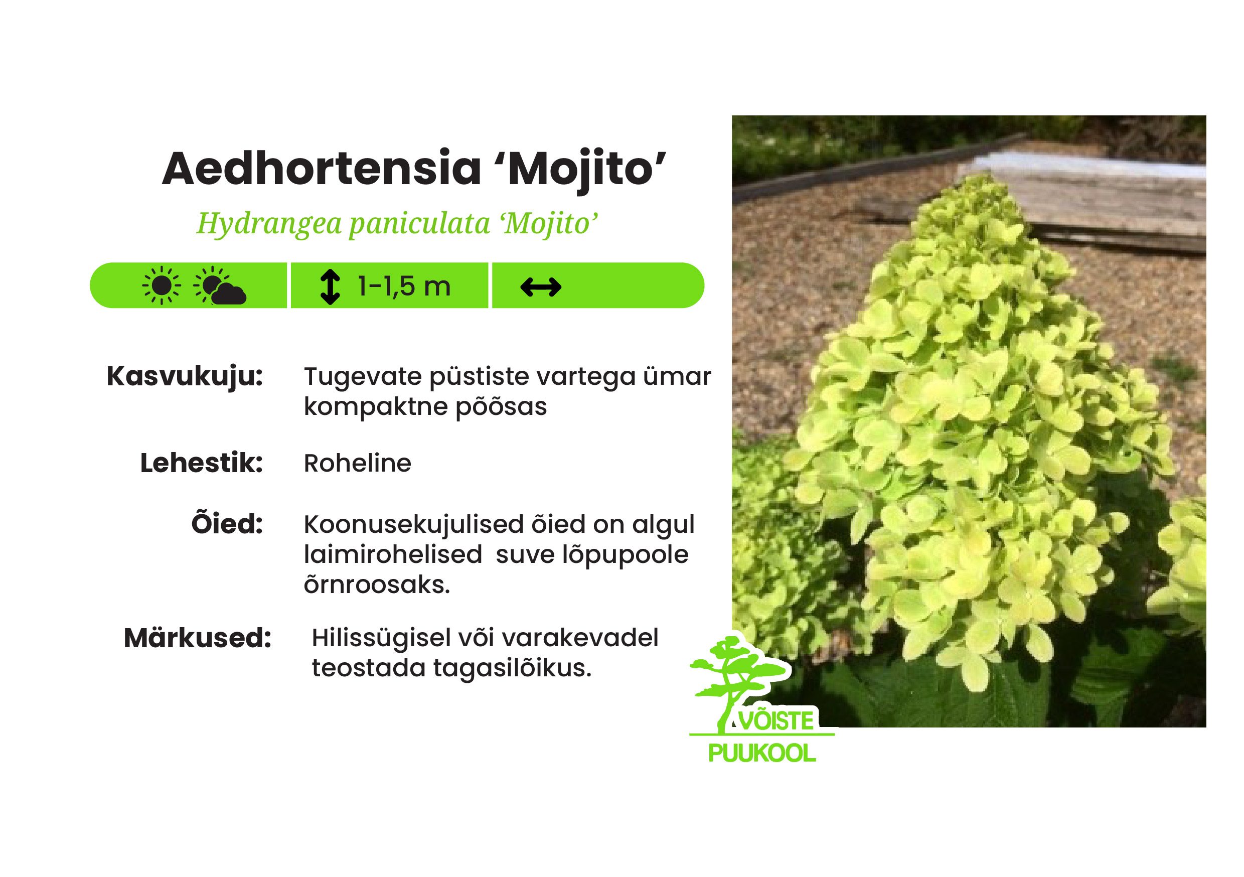Aedhortensia ‘Mojito’