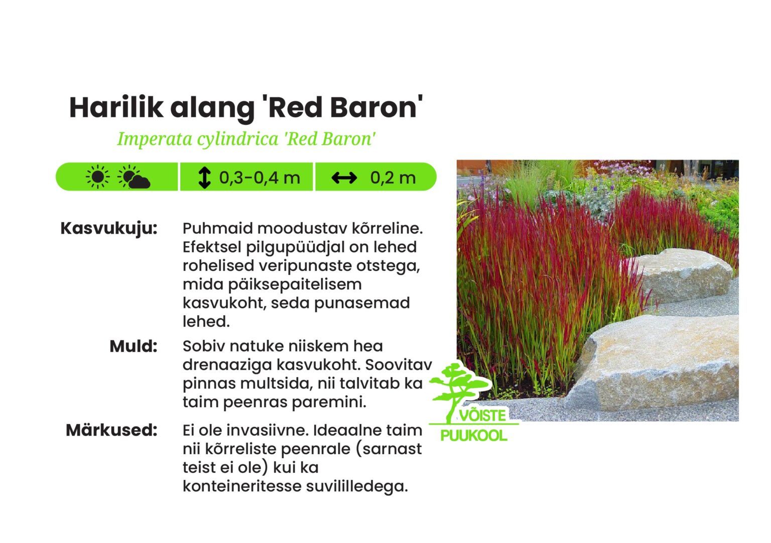 Harilik Raps Harilik alang 'Red Baron' - Võiste Puukool