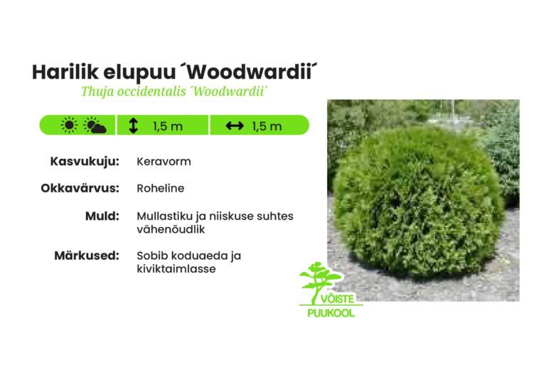 Harilik elupuu Woodwardii - Võiste Puukool