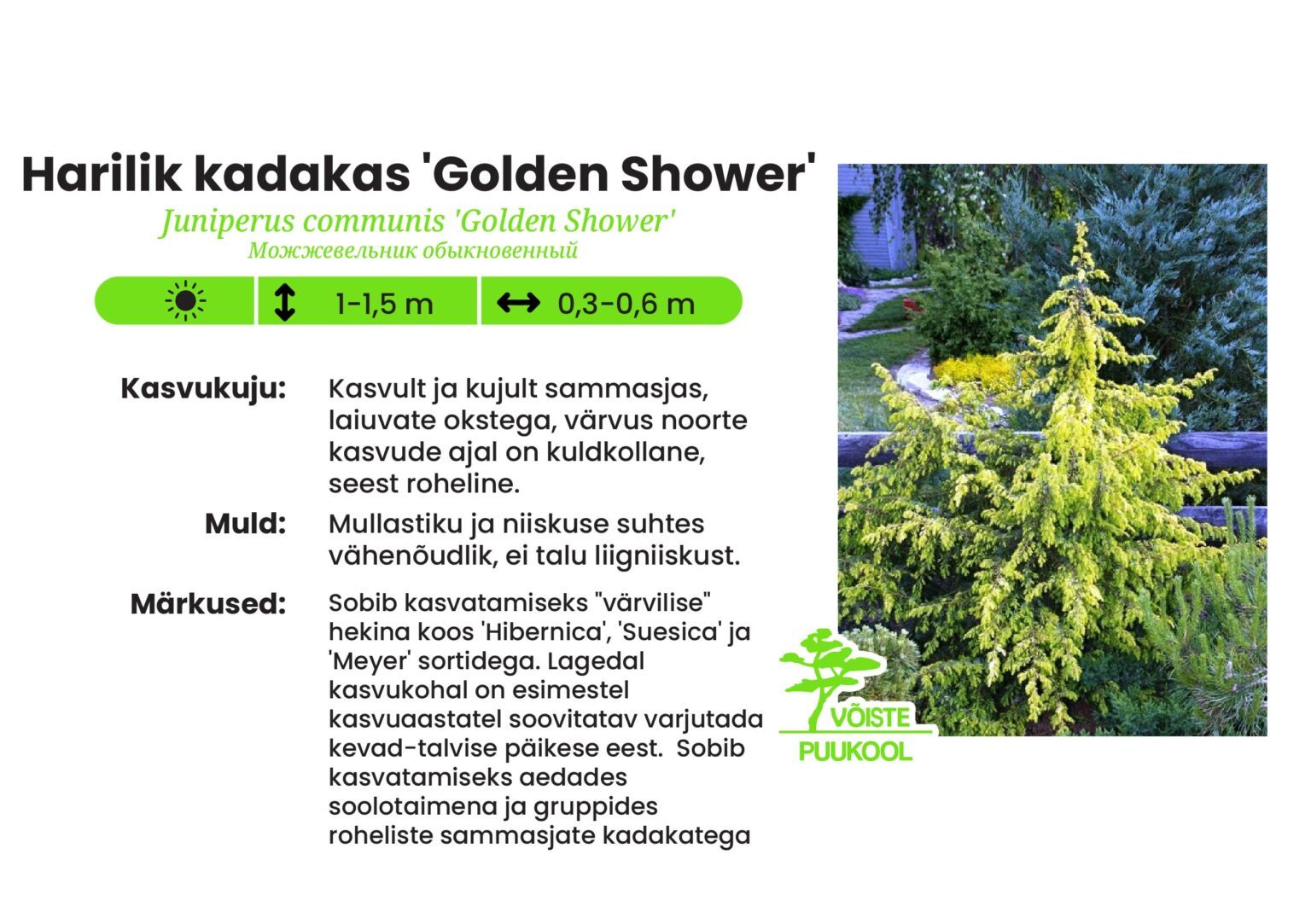 Harilik Raps Harilik kadakas 'Golden Shower' - Võiste Puukool