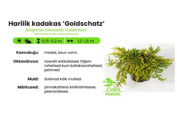 Harilik Rass Harilik kadakas 'Goldschatz' - Võiste Puukool