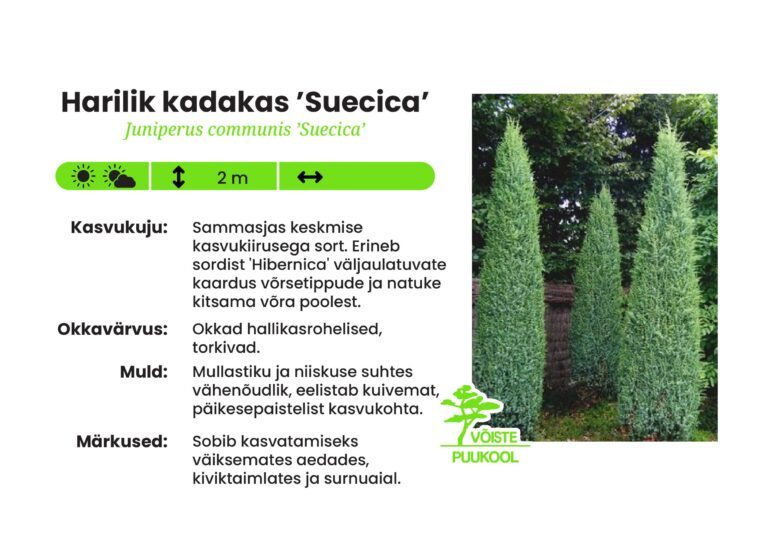 Harilik Raps Harilik kadakas 'Suecica' - Võiste Puukool