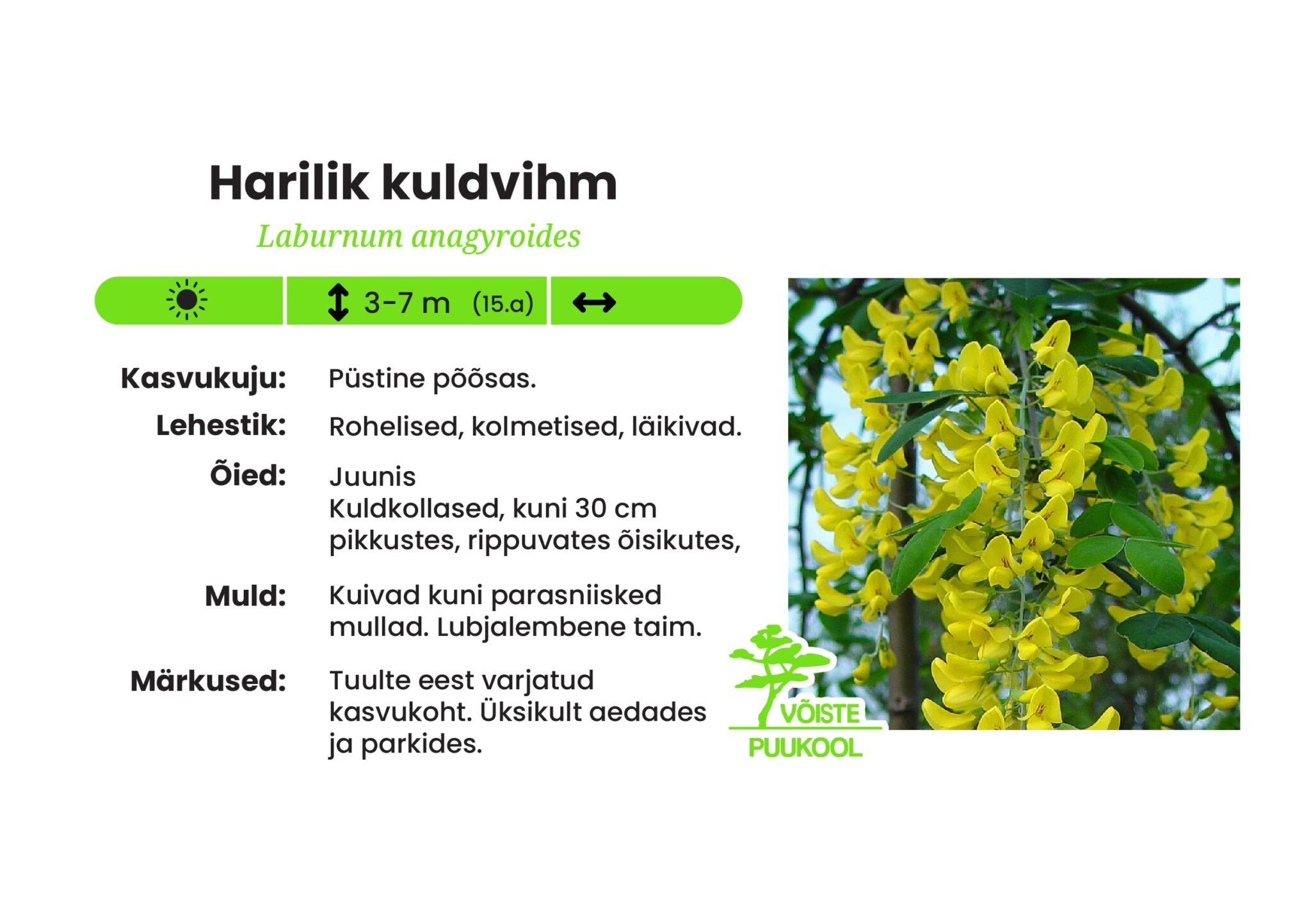 Harilik Raps Harilik kuldvihm - Võiste Puukool