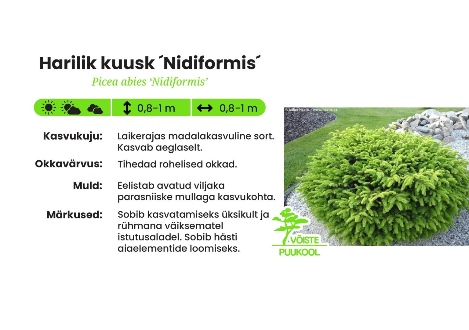 Harilik Raps Harilik kuusk 'Nidiformis' - Võiste Puukool