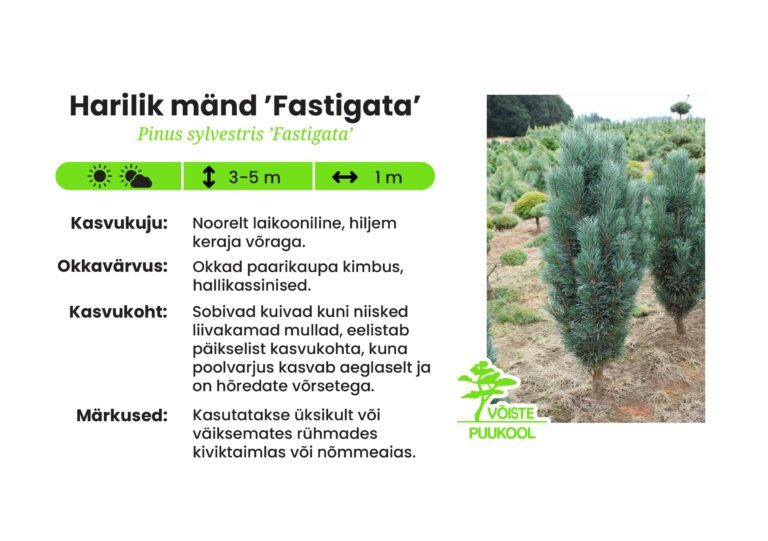 Harilik Rass Harilik mänd 'Fastigata' - Võiste Puukool