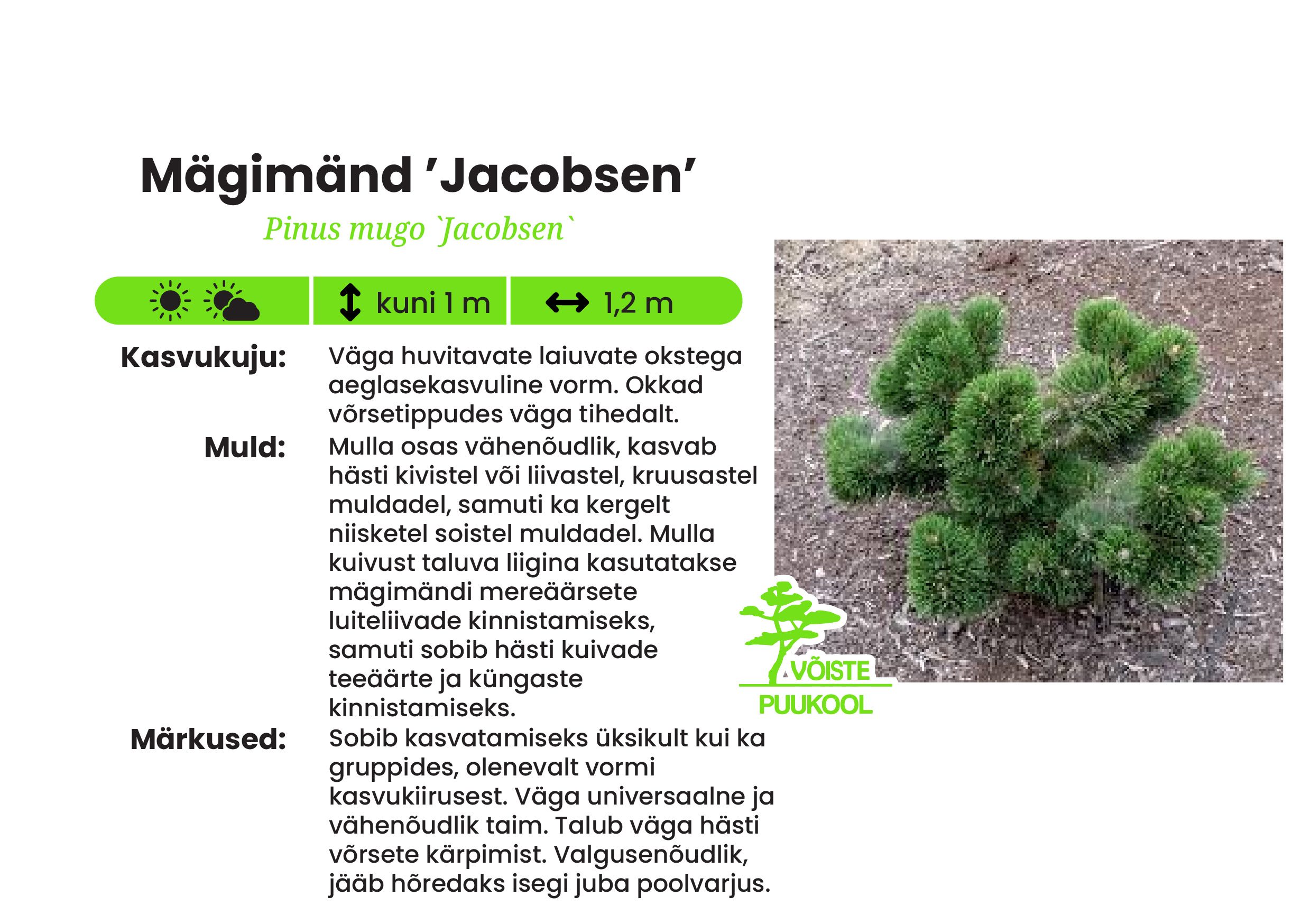 Mägimänd ’Jacobsen’