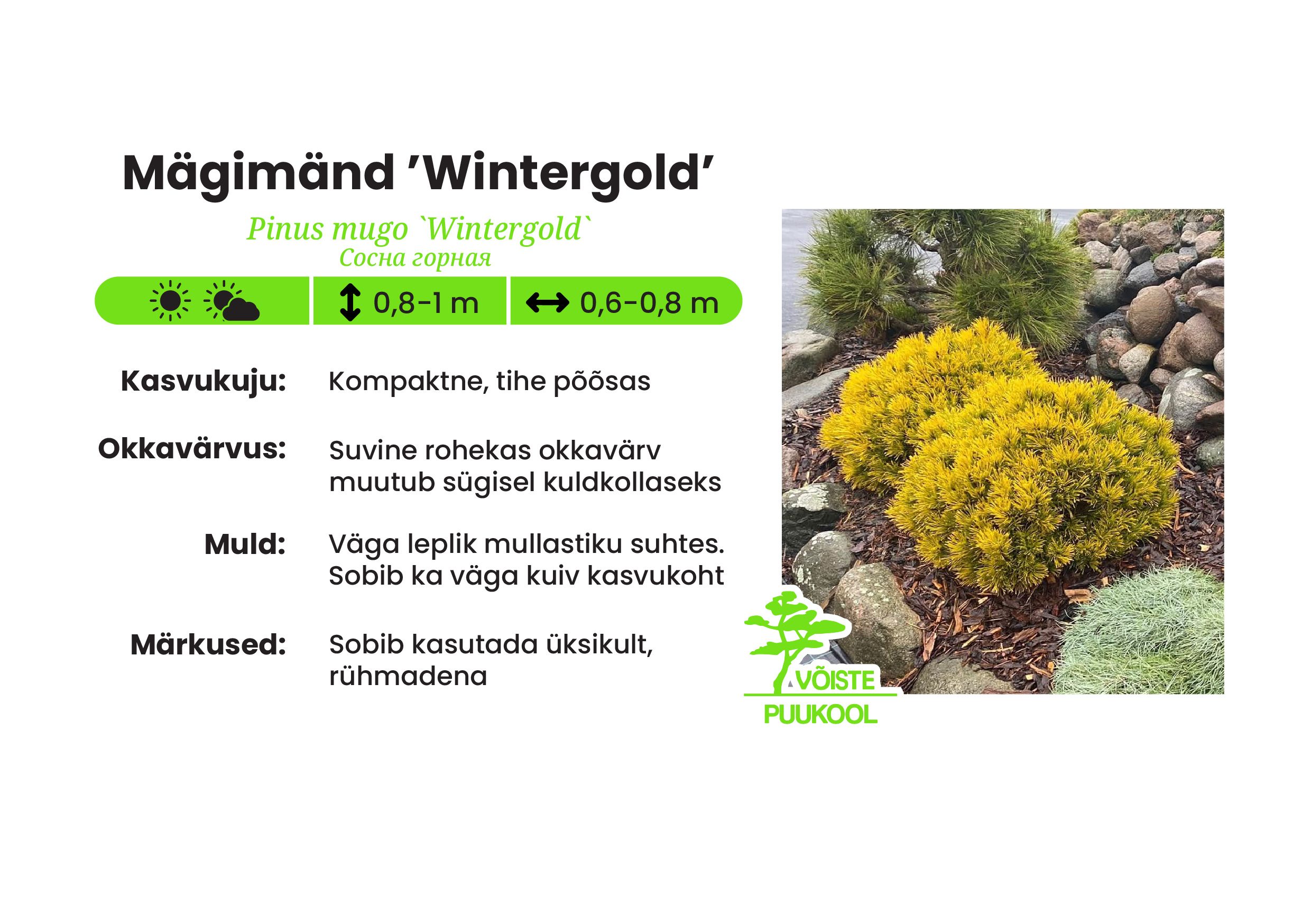 Mägimänd'Wintergold'