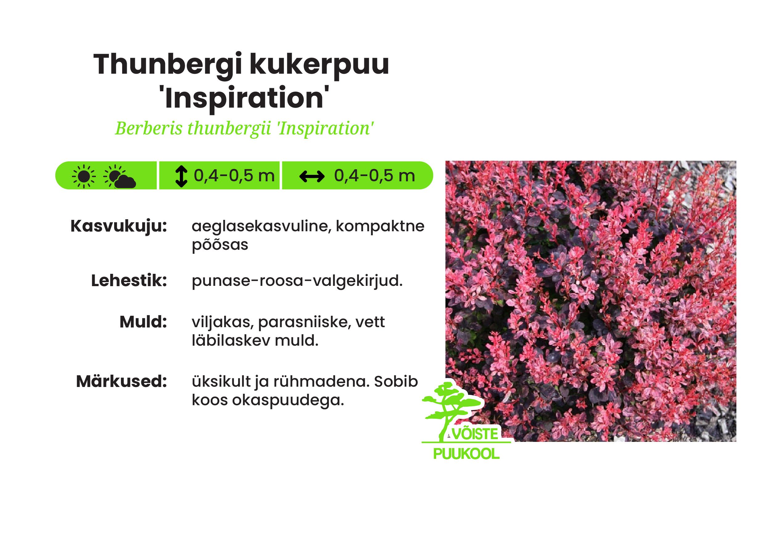 Thunbergi kukerpuu 'Inspiration'