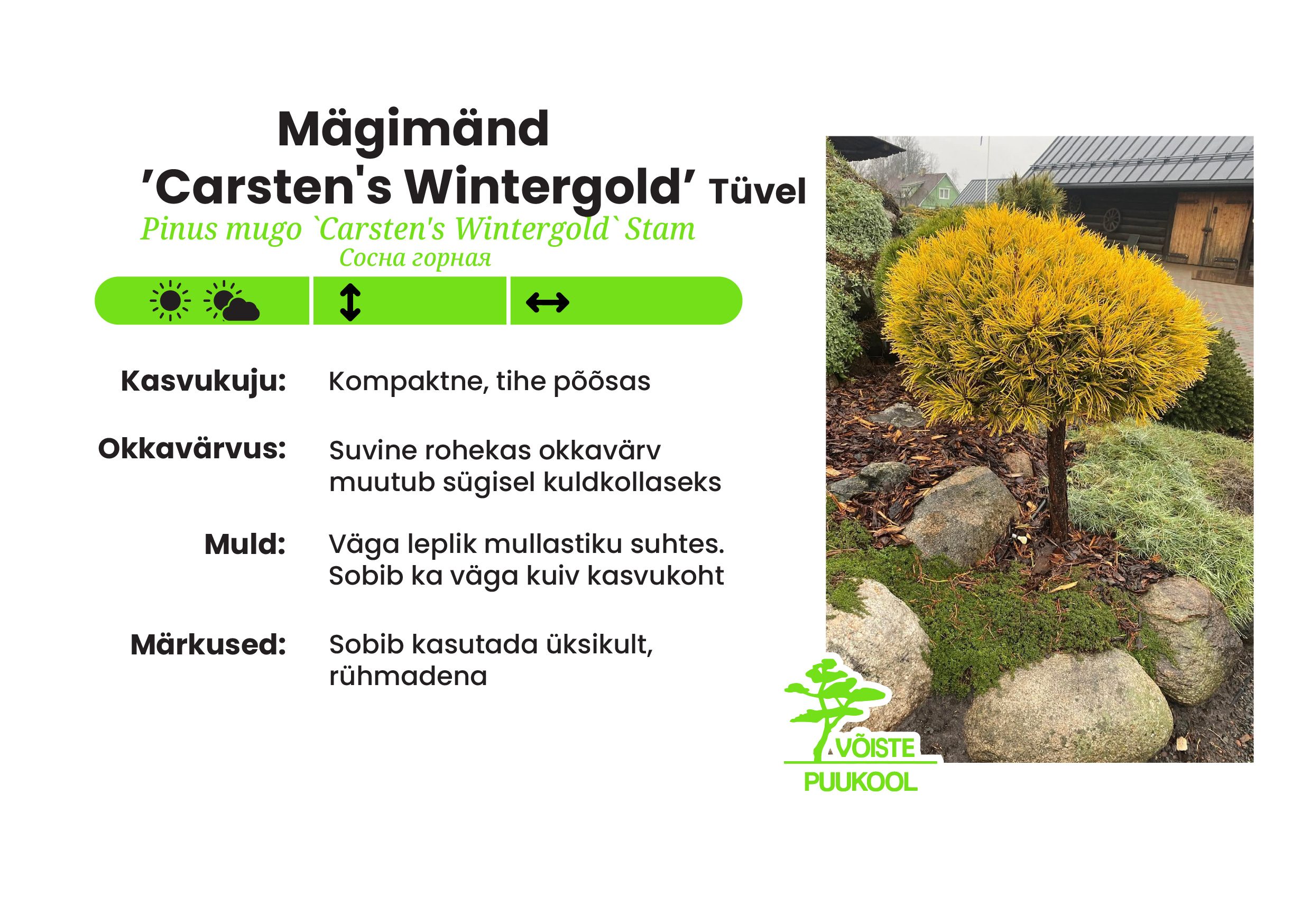 Mägimänd' Carstens Wintergold'-tüvel