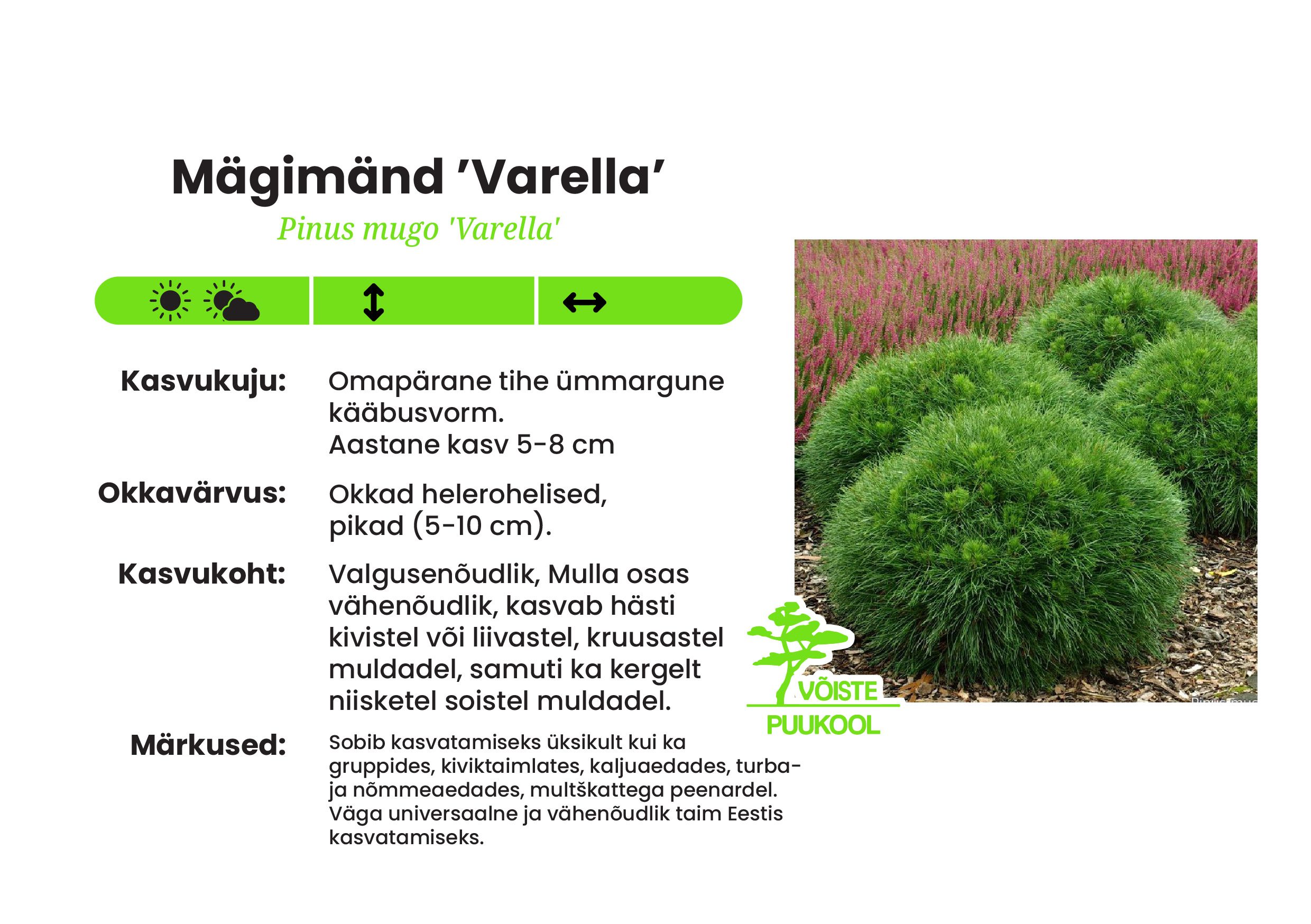 Mägimänd`Varella`