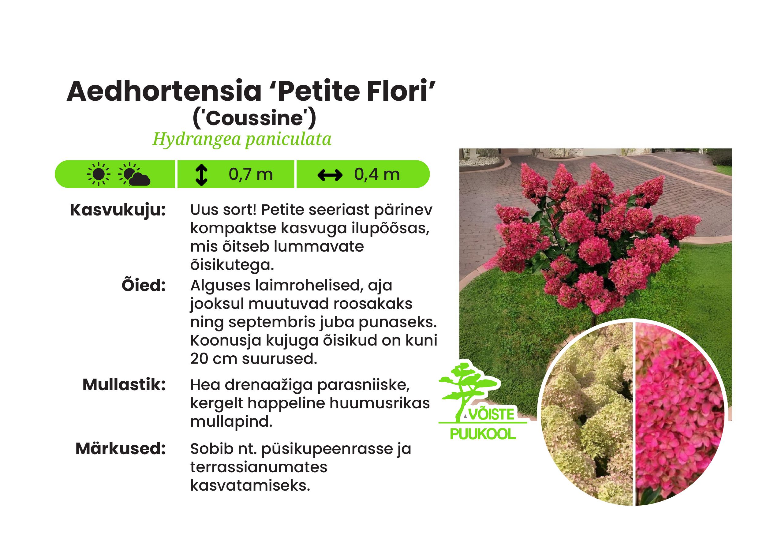 Aedhortensia ‘Petite Flori’