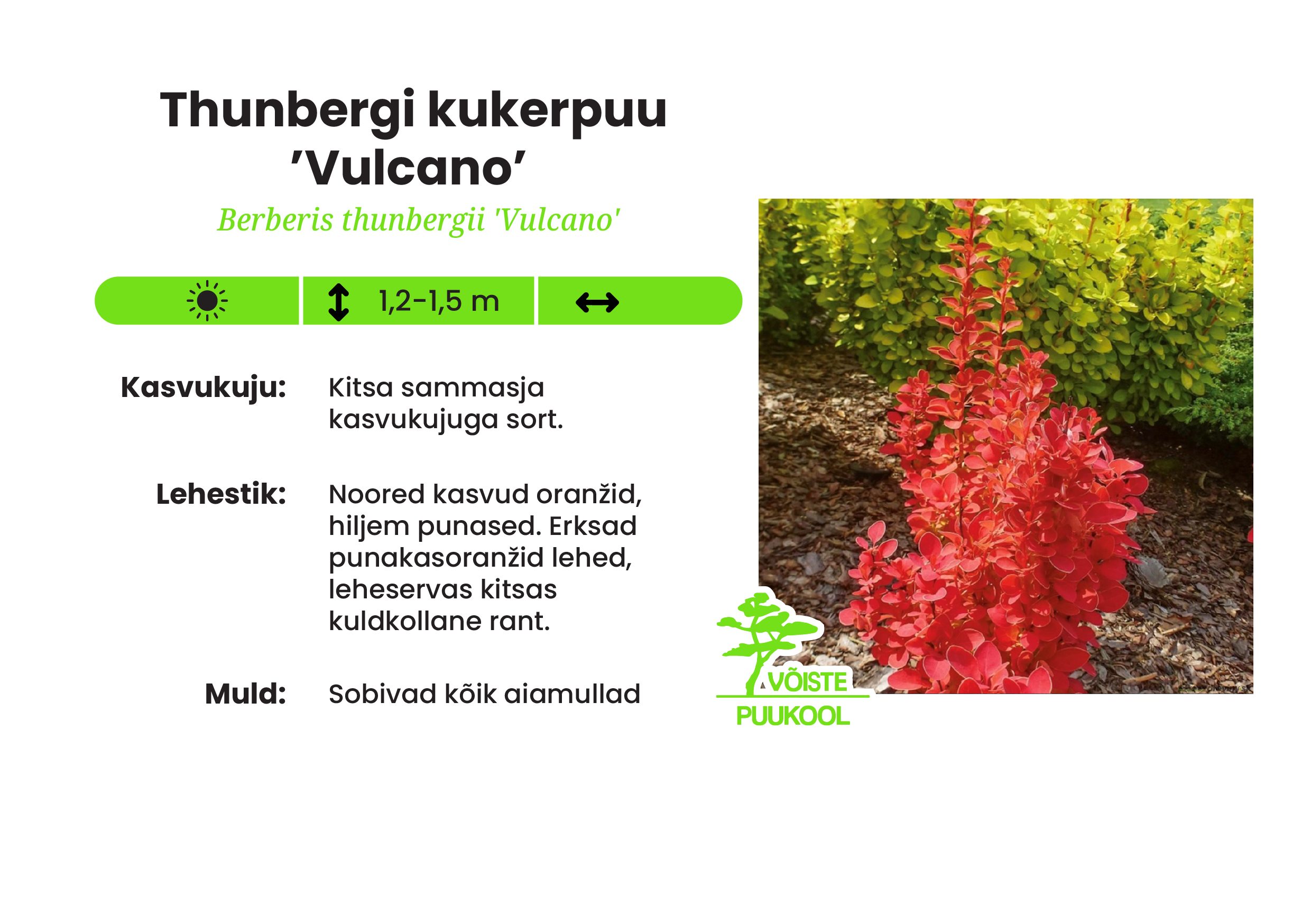 Thunbergi kukerpuu ’Vulcano’