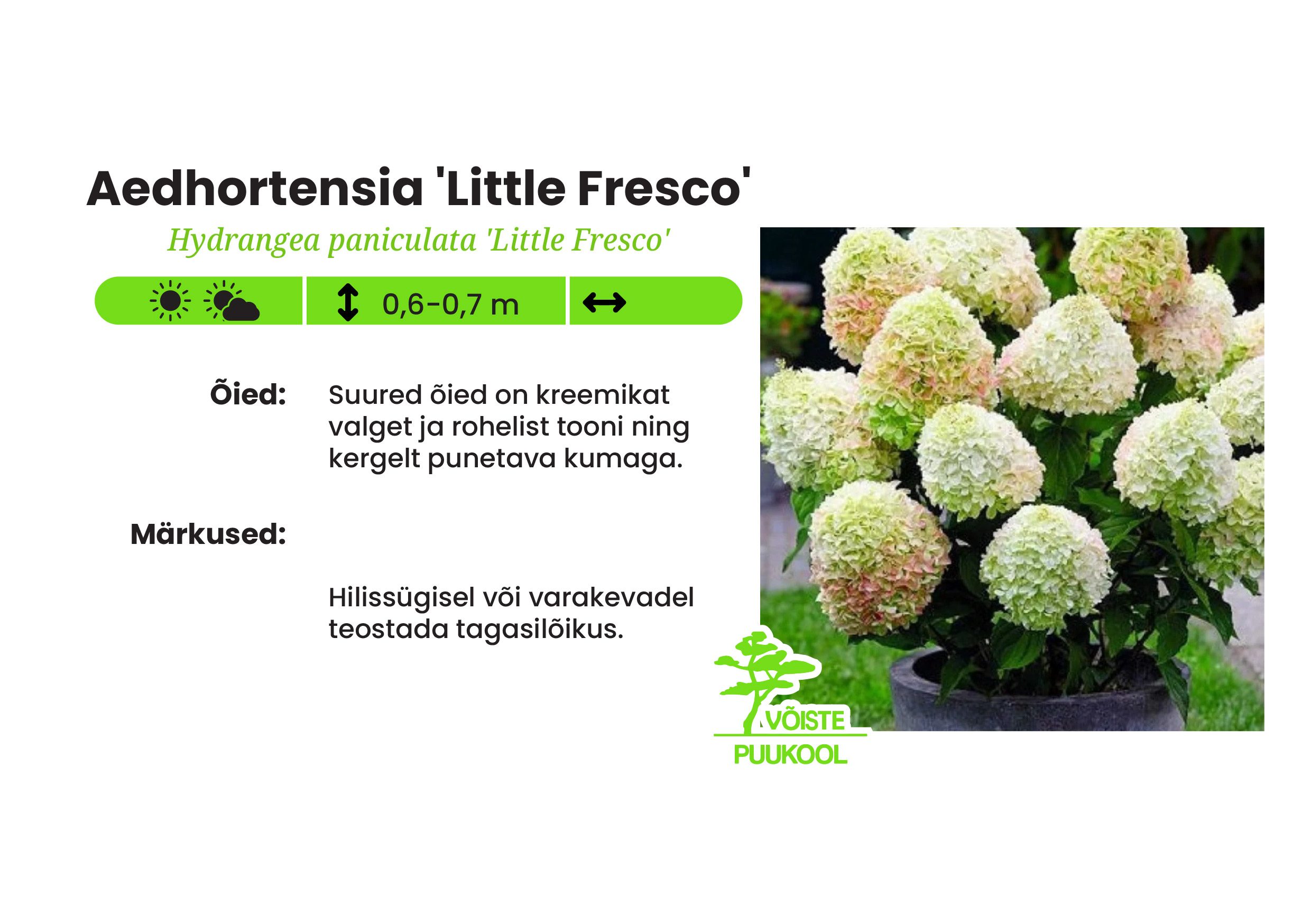 Aedhortensia 'Little Fresco'