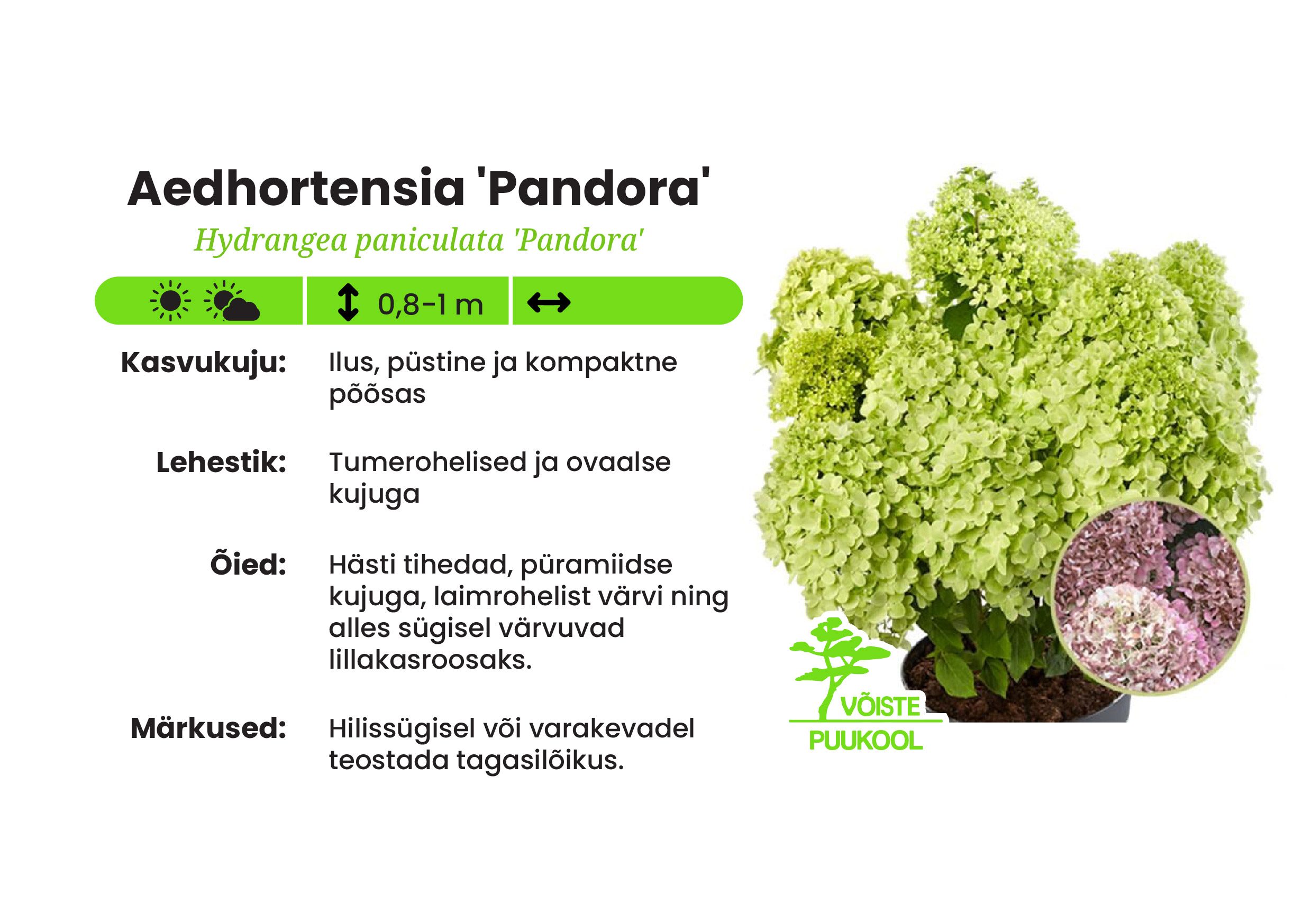 Aedhortensia 'Pandora'