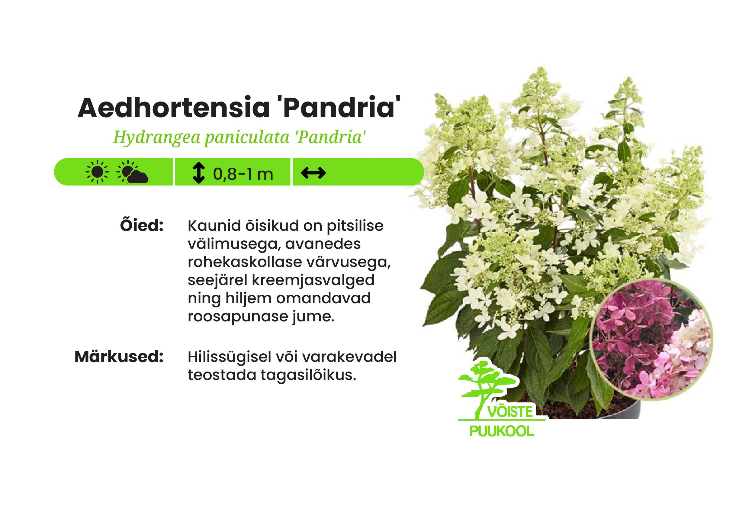 Aedhortensia 'Pandria'