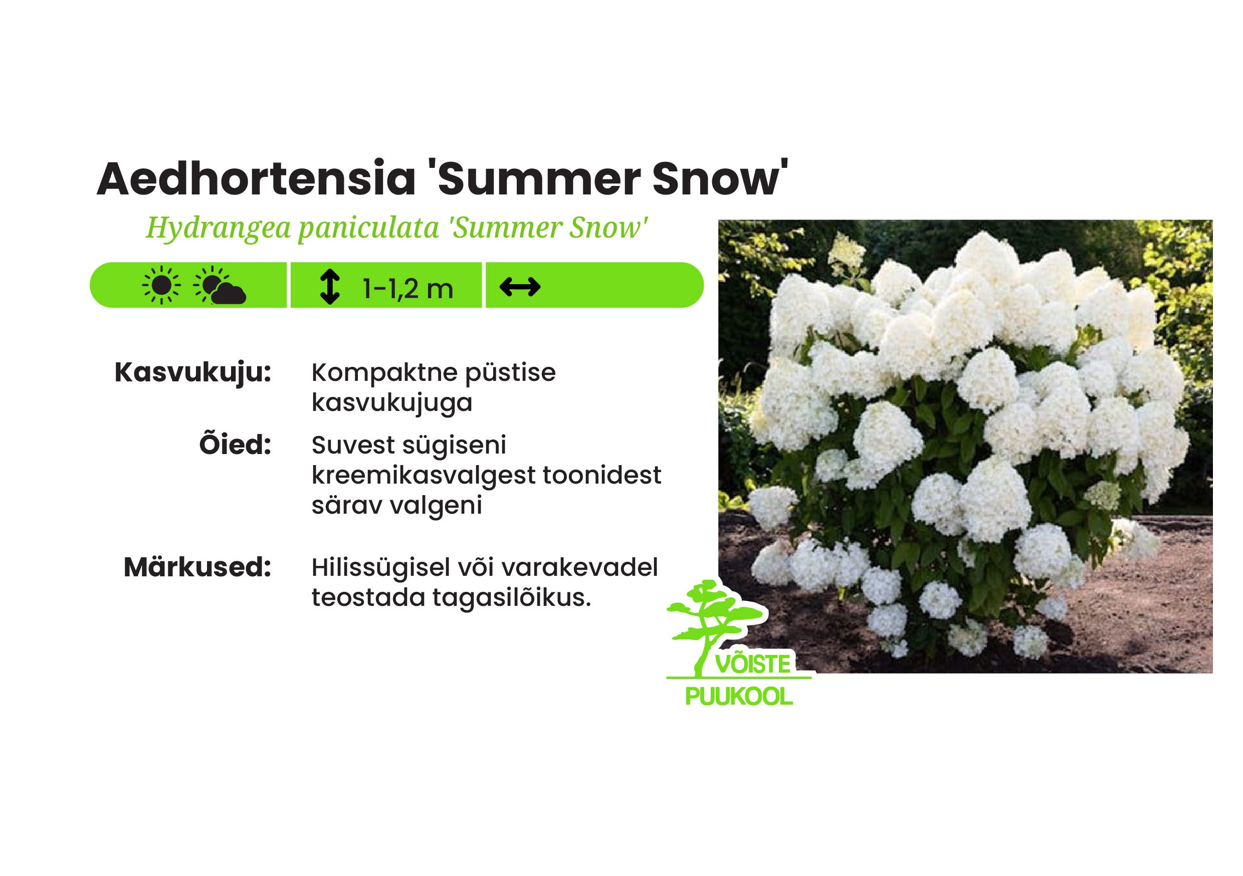 Aedhortensia 'Summer Snow'