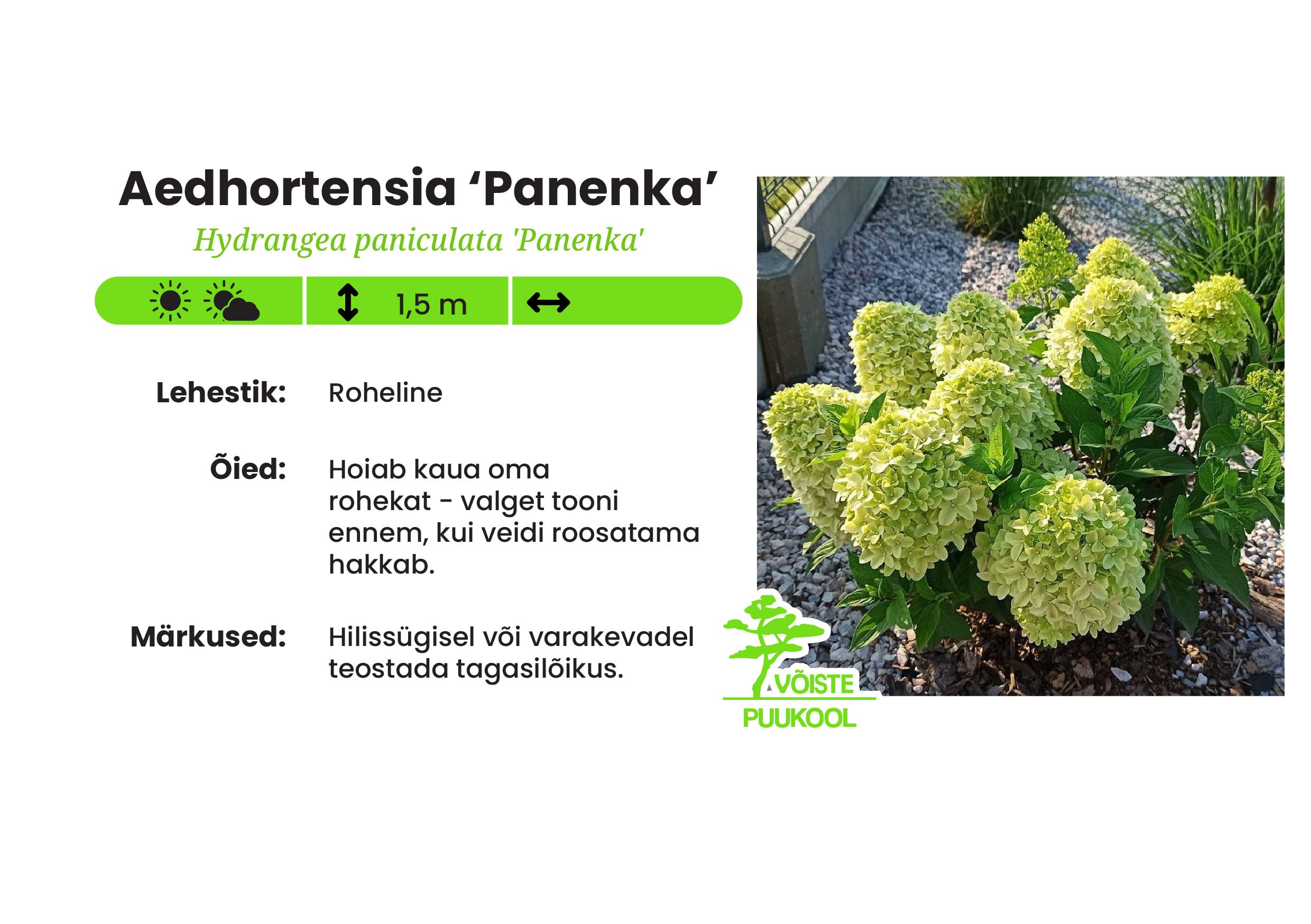 Aedhortensia ‘Panenka’