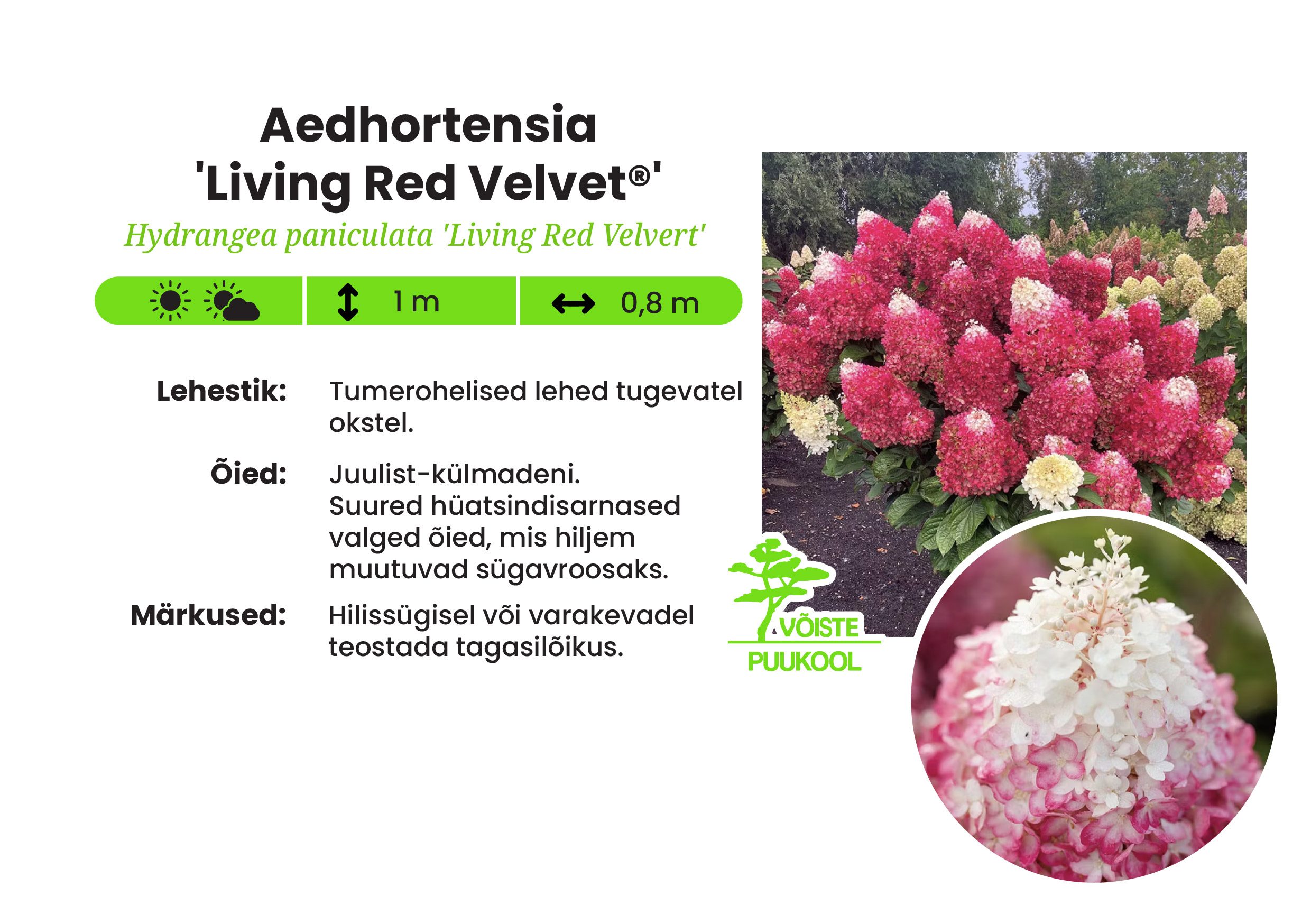 Aedhortensia -'Living Red Velvet®'