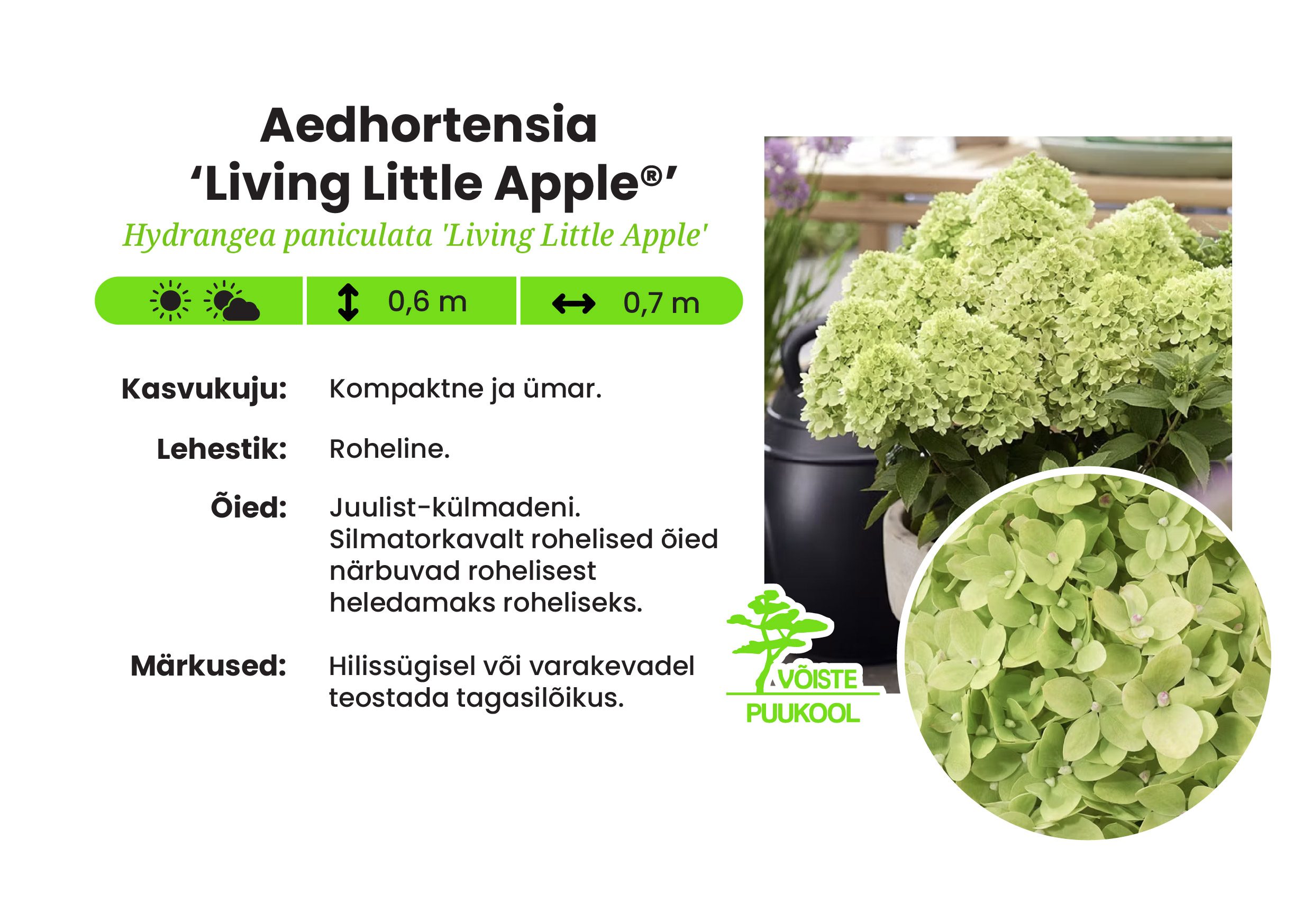 Aedhortensia -‘Living Little Apple®’