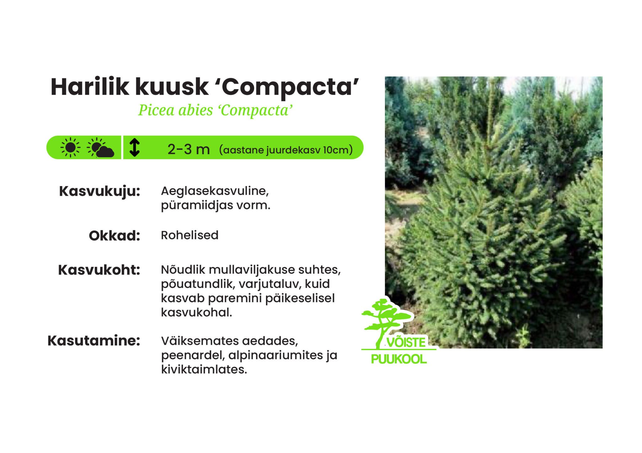 Harilik Raps Harilik kuusk ‘Compacta’ - Võiste Puukool