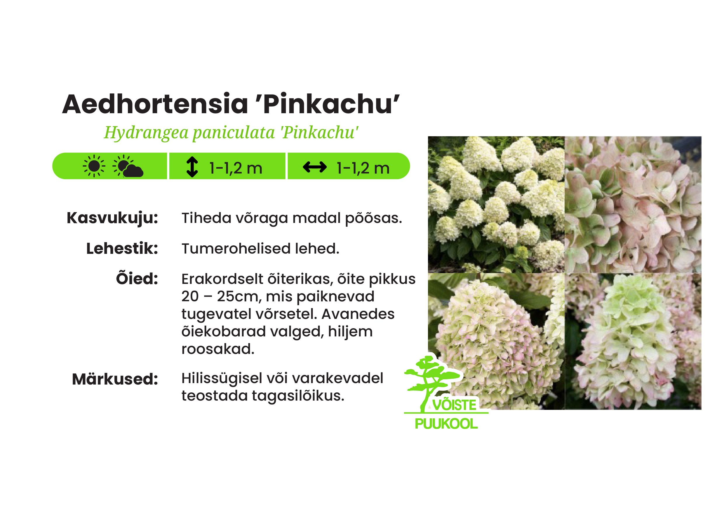 Aedhortensia ’Pinkachu’