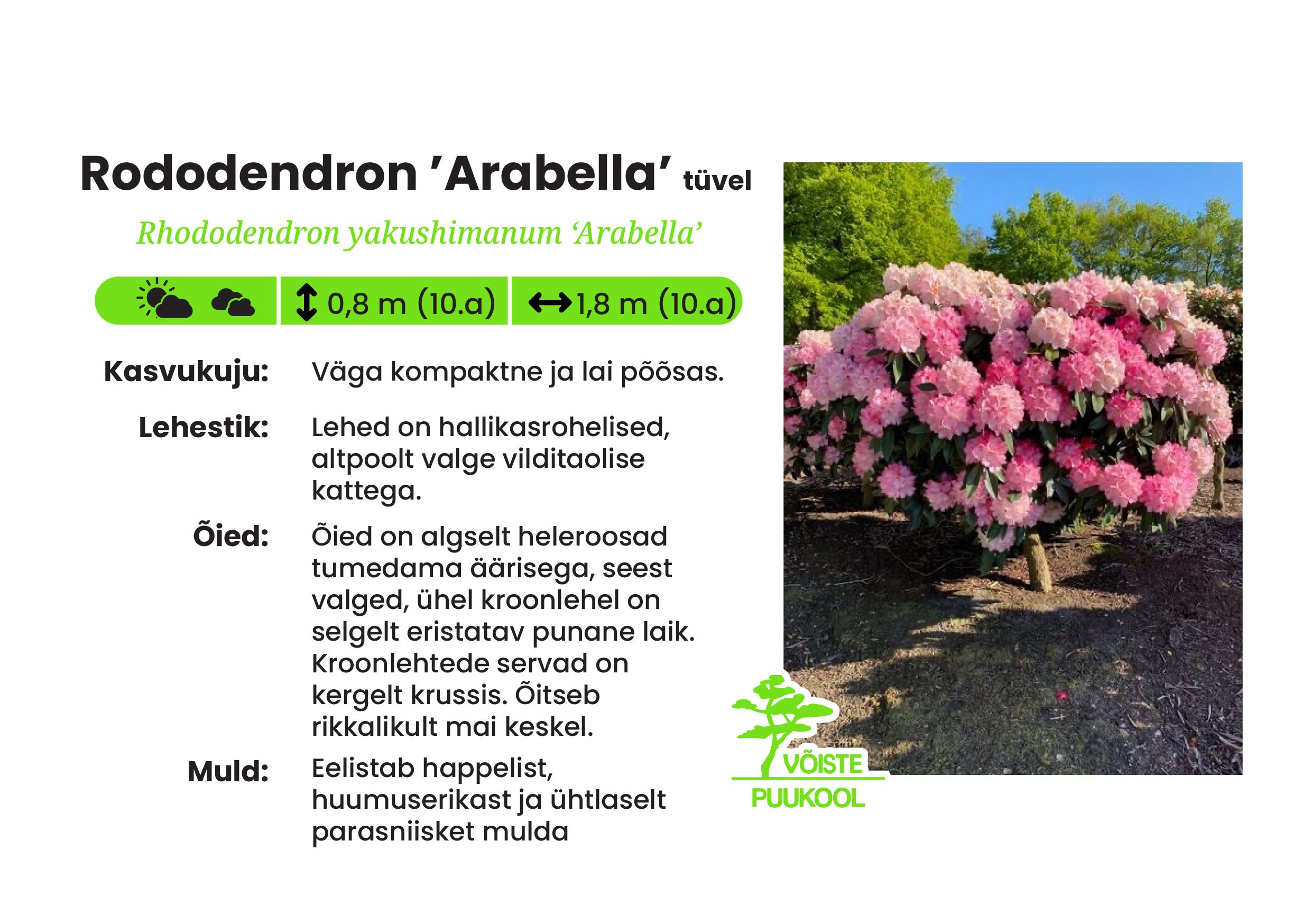 Rododendron ’Arabella’ tüvel