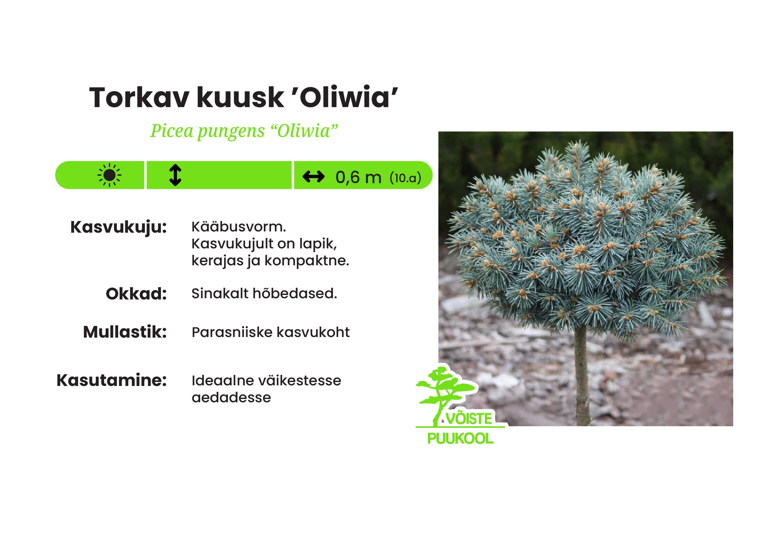 Torkav kuusk ’Oliwia’