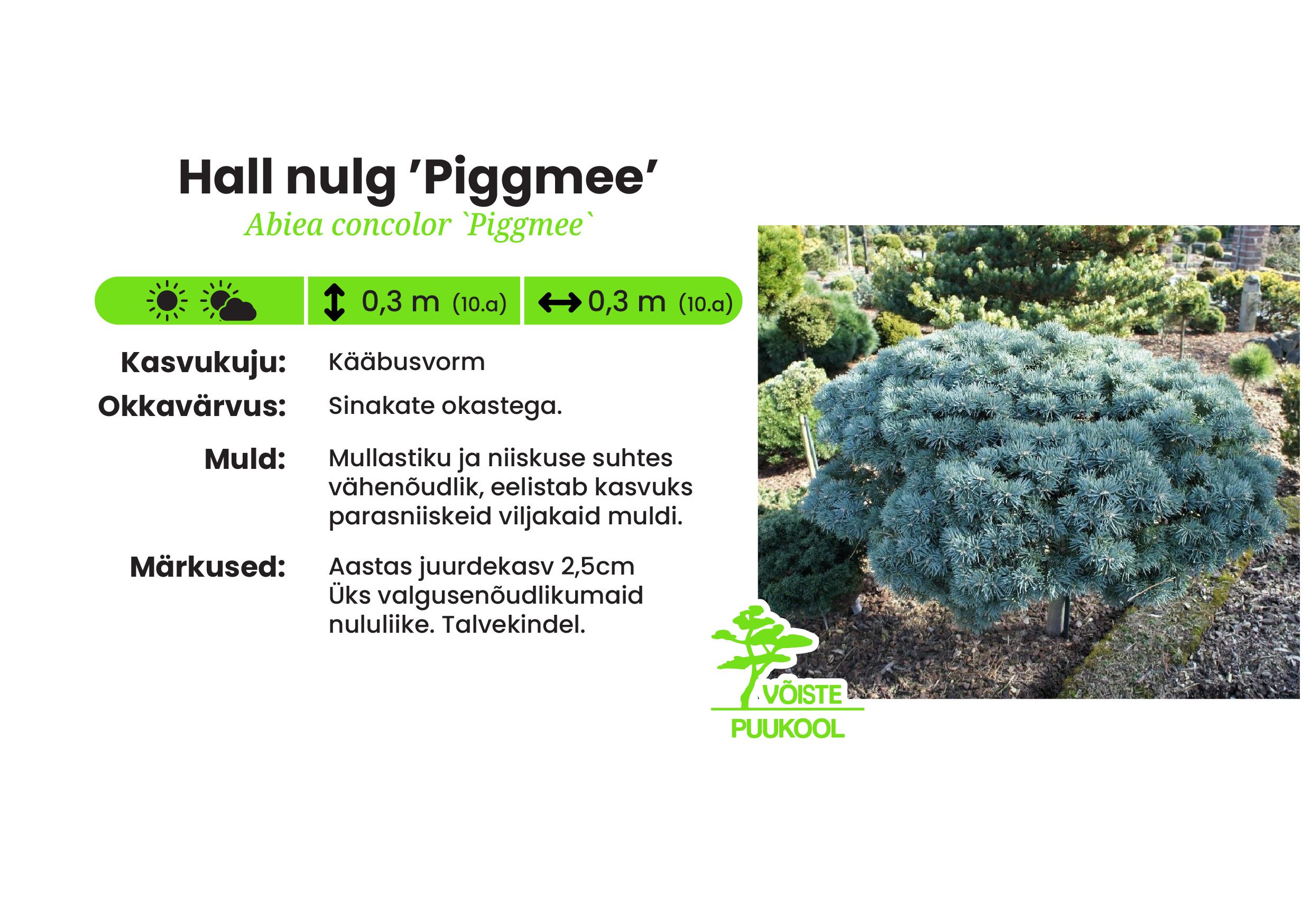 Hall nulg ’Piggmee’