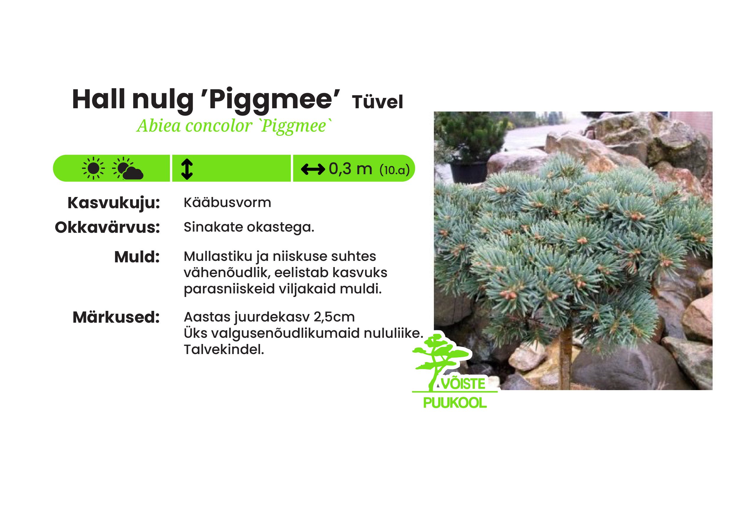 Hall nulg ’Piggmee’tüvel