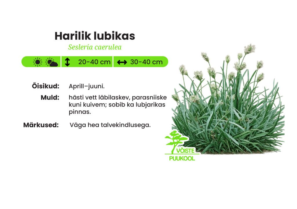 Harilik Raps Harilik lubikas - Võiste Puukool