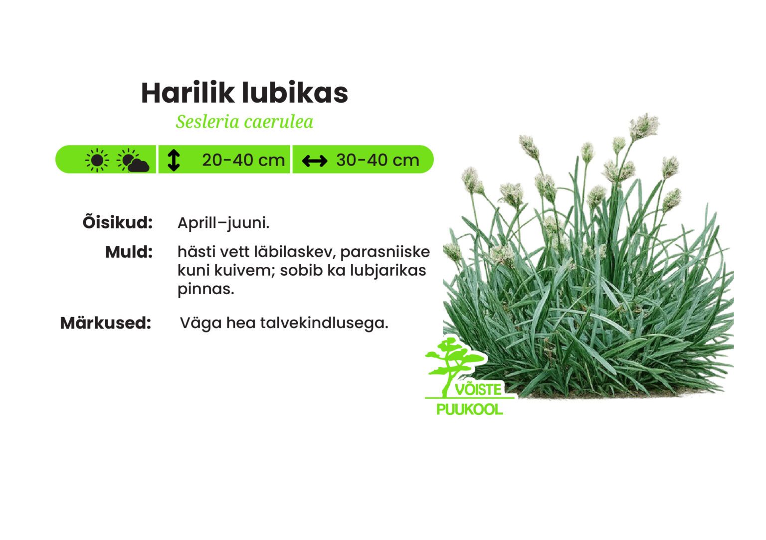 Harilik lubikas - Võiste Puukool