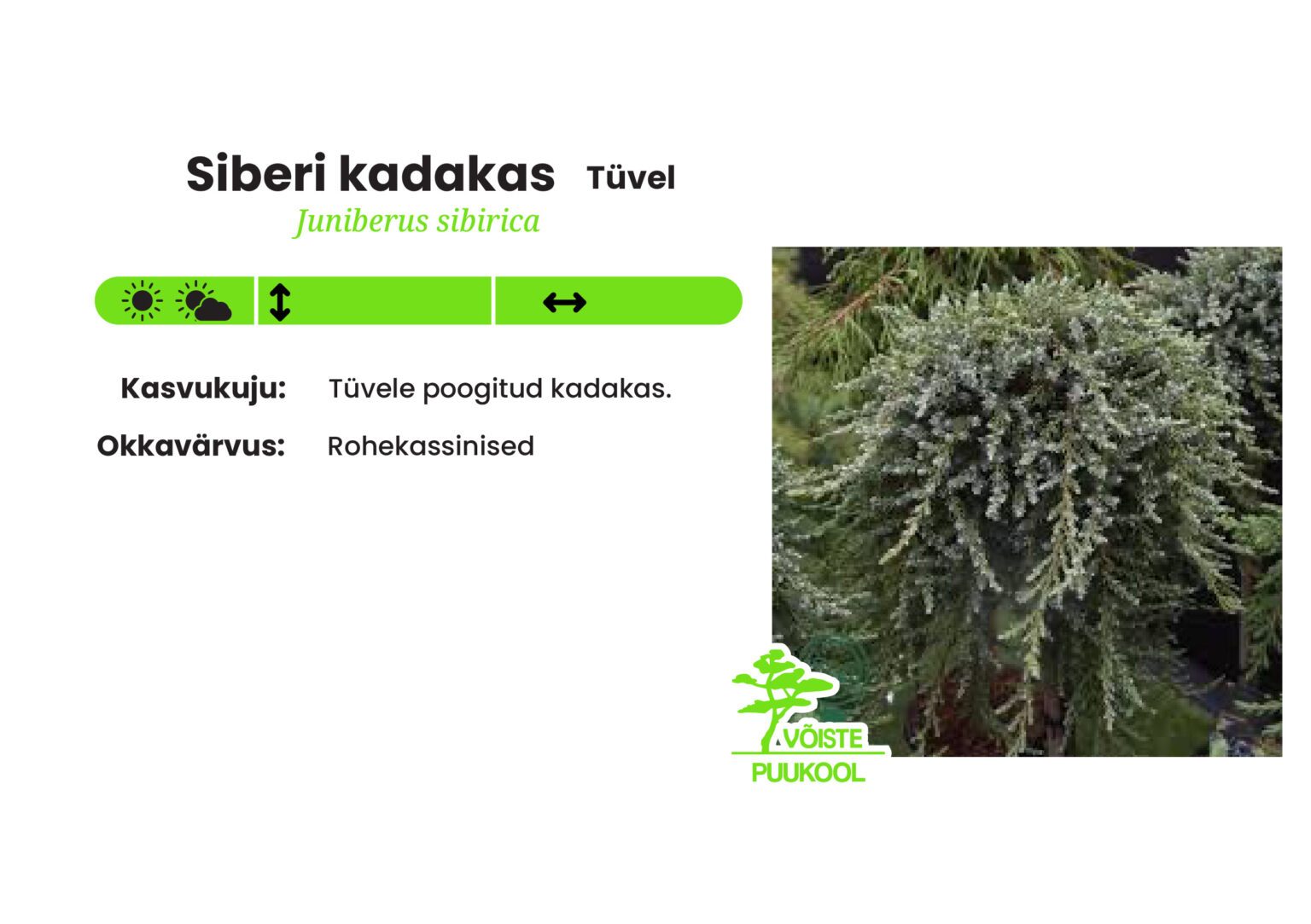 Siberi Raudrohi Siberi kadakas - Võiste Puukool