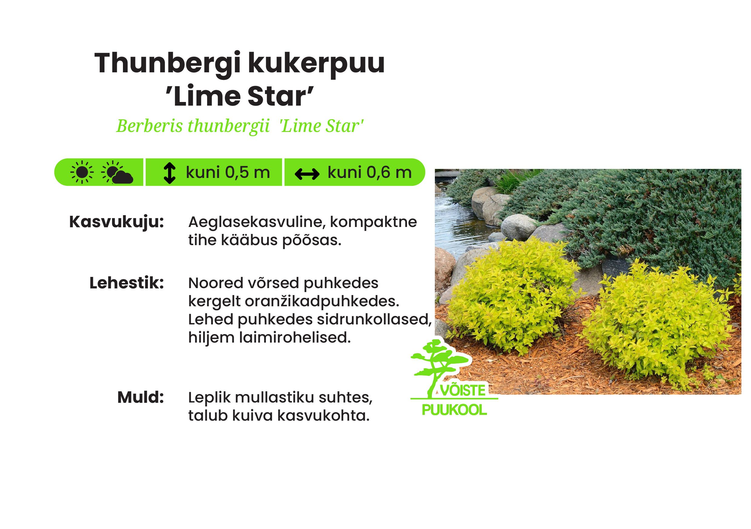 Thunbergi kukerpuu Lime Star