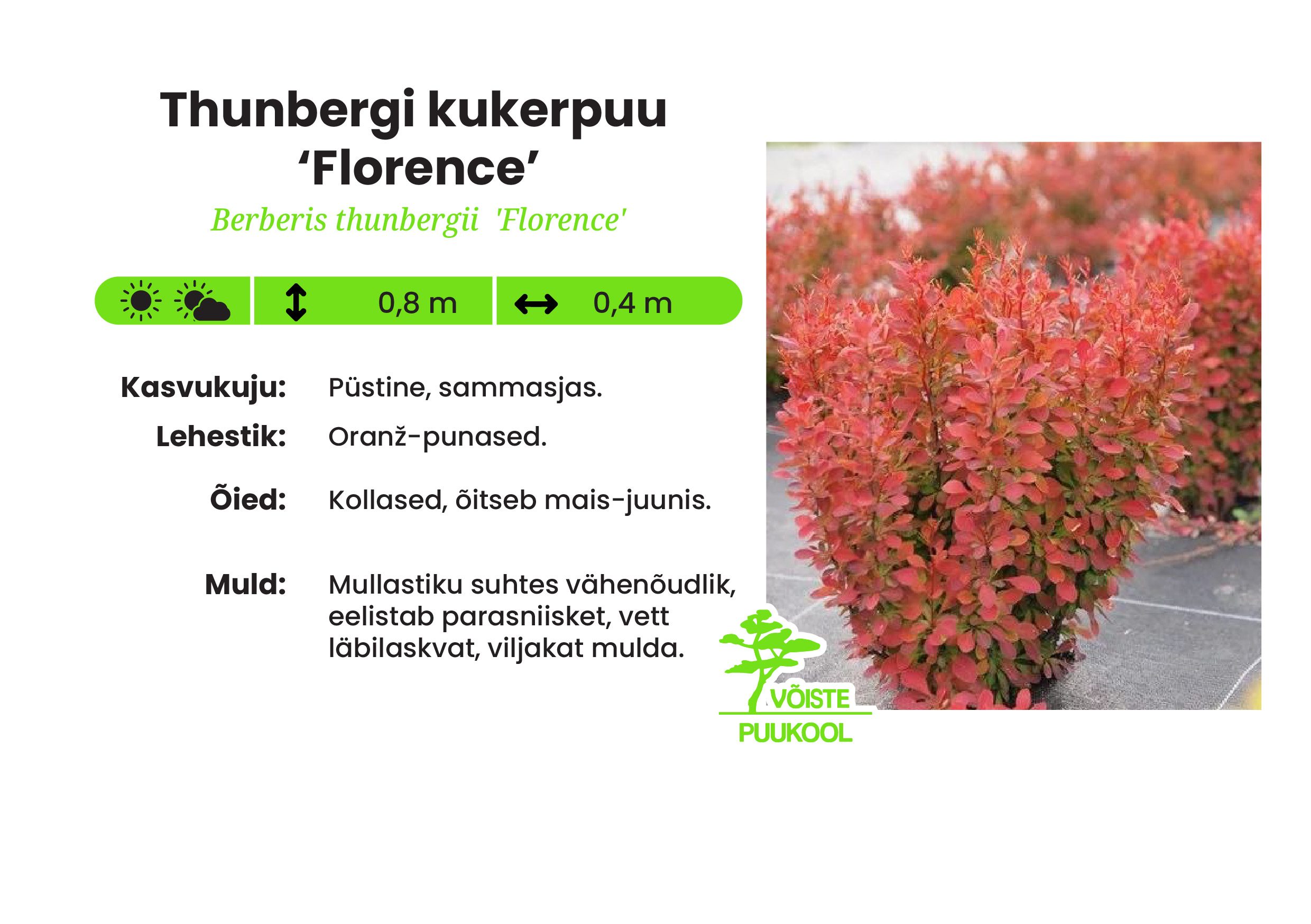Thunbergi kukerpuu ‘Florence’