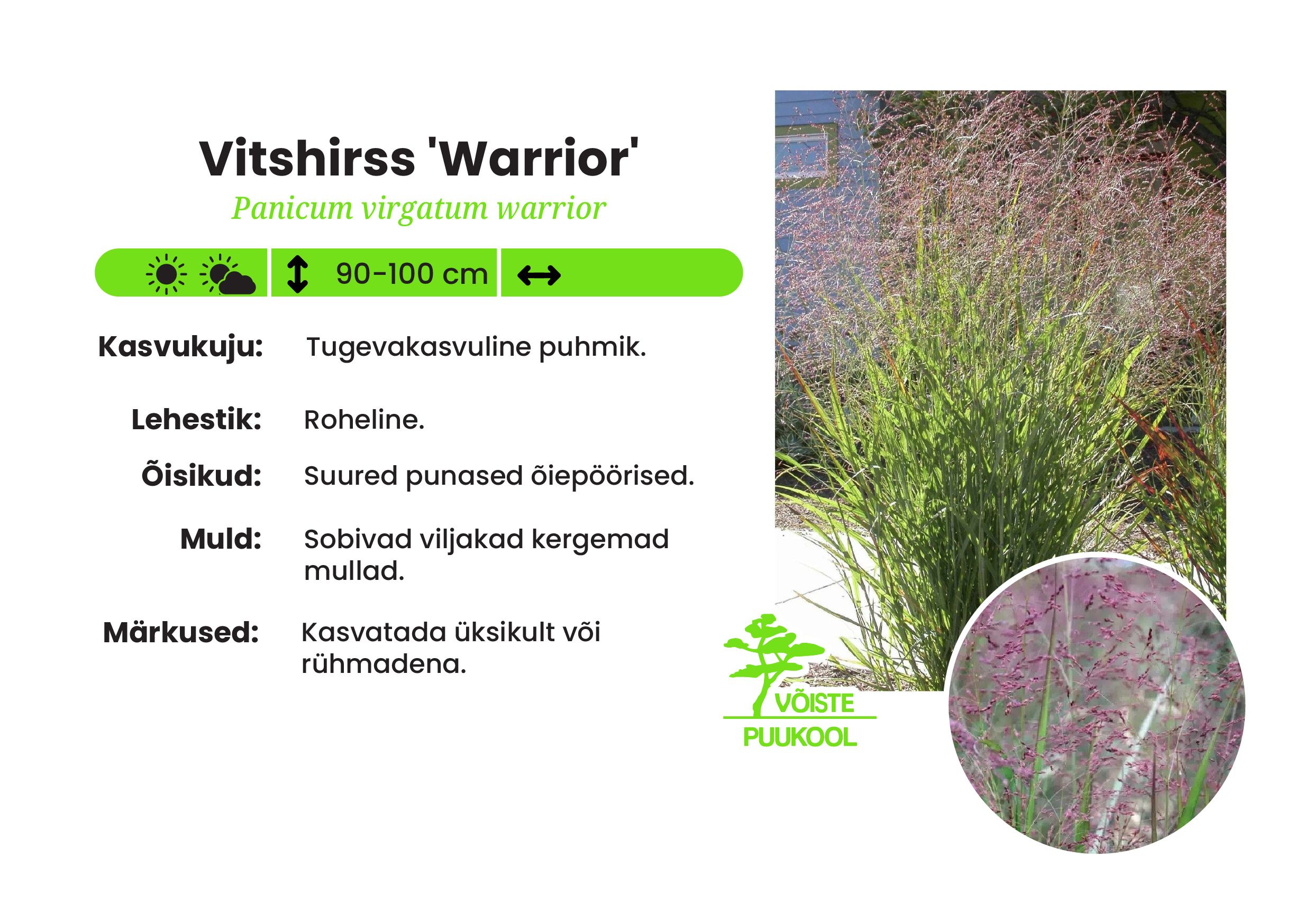 Vitshirss 'Warrior'